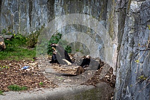 A young, lazyÂ himalayan black bear (Ursus thibetanus) lying in his lair.